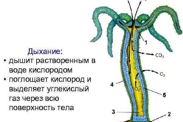 Кракен нарк